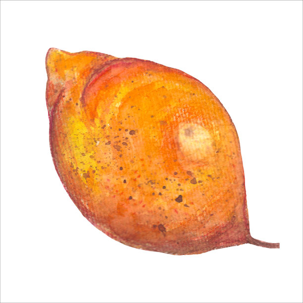 手绘柠檬。在白色背景上的写实主义风格的水彩插图。酸的异国情调的水果图片下载