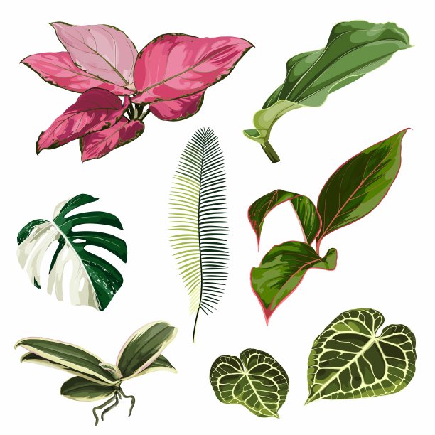 真实的插图一套热带树叶孤立在白色的背景。高度详细多彩的植物收集。植物成分的化妆品，水疗，美容护理产品。图片下载