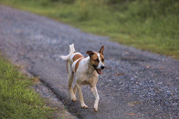 花园里的狗，泰国狗图片下载
