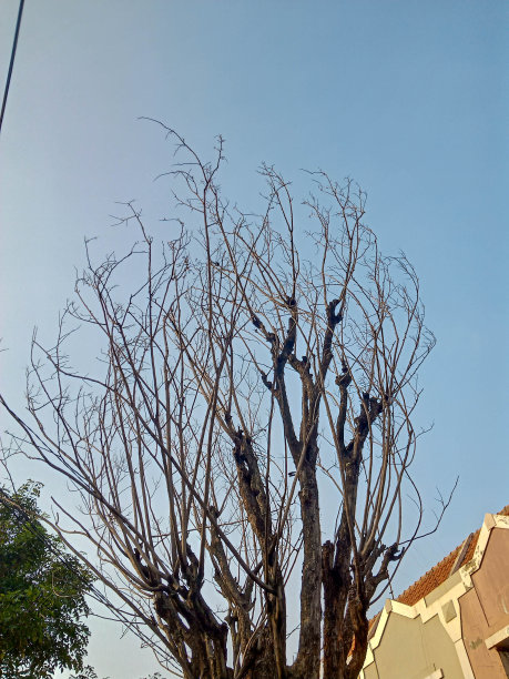 这是一张早晨高大干枯的树木的彩色照片图片下载