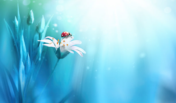 令人惊讶的美丽柔软优雅的白色花与芽和瓢虫在蓝色的背景射线。图片下载