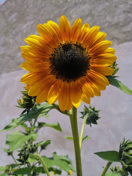 向日葵图片下载