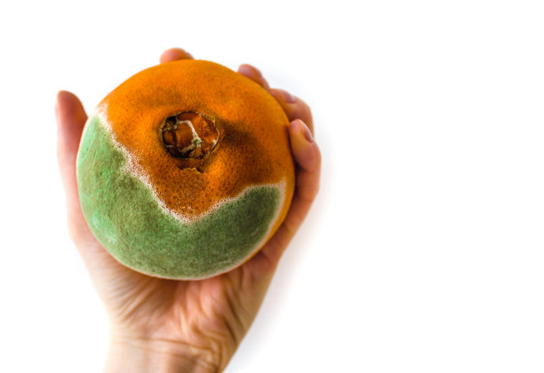 在白色孤立的背景下，手持一个腐烂的橙子图片下载