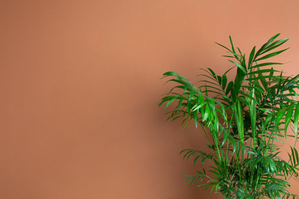 抽象的现代室内用绿色植物，暗橙色的墙背景复制空间图片下载