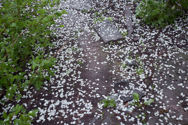 雨后梨花落。春季寒流概念。2021年春季图片下载