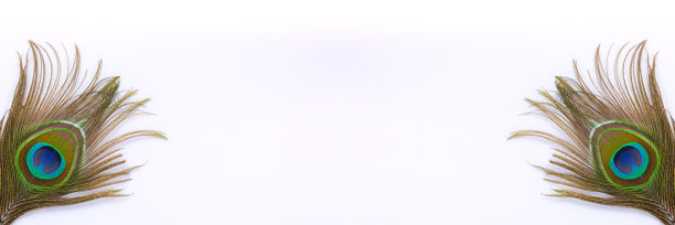 白色背景上的孔雀羽毛，美丽的异国情调的孔雀羽毛在白色背景上图片下载
