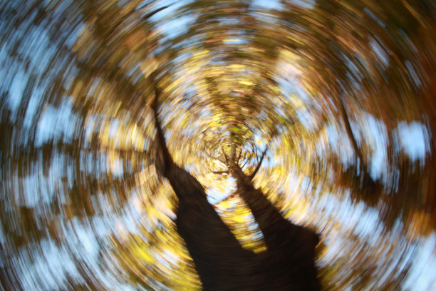 模糊的树木视野。自然背景。图片下载