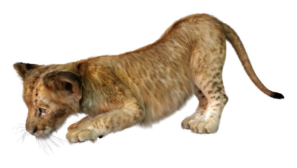 3D插图狮子幼崽在白色图片下载