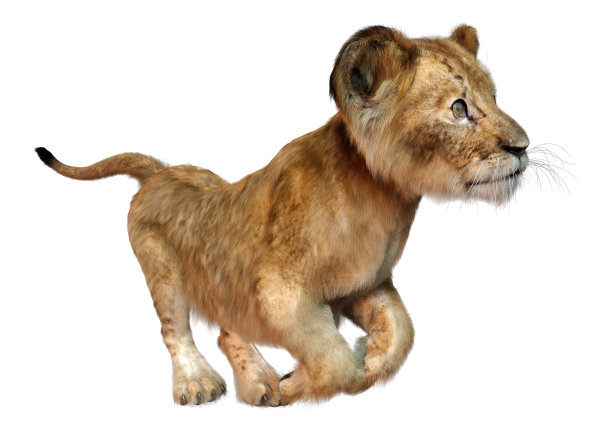 3D插图狮子幼崽在白色图片下载