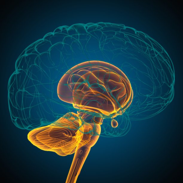 医用概念三维绘制的人脑内部解剖图片下载