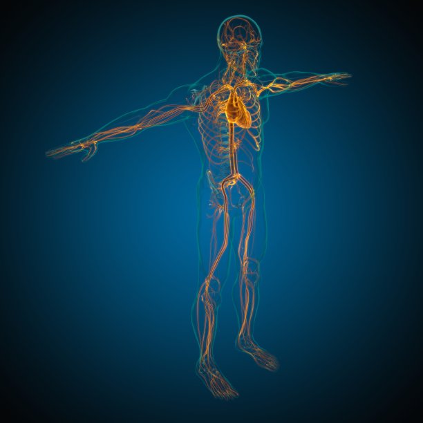 人体心脏与循环系统解剖医学概念3D图片下载