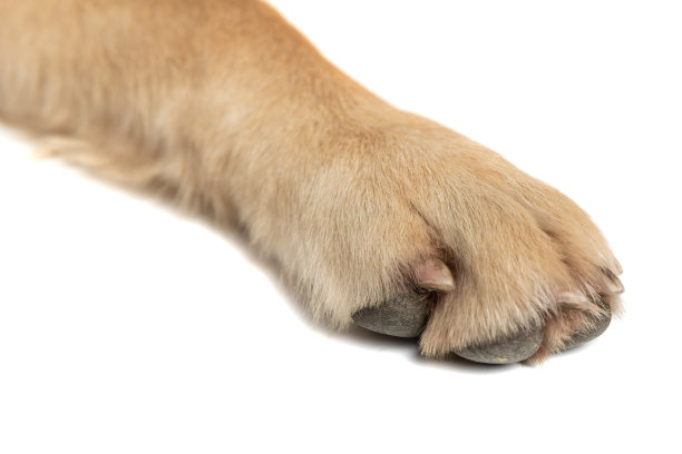 这是一只金毛猎犬的爪子图片下载