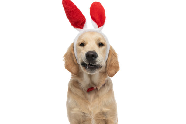 金毛猎犬对着镜头咆哮图片下载