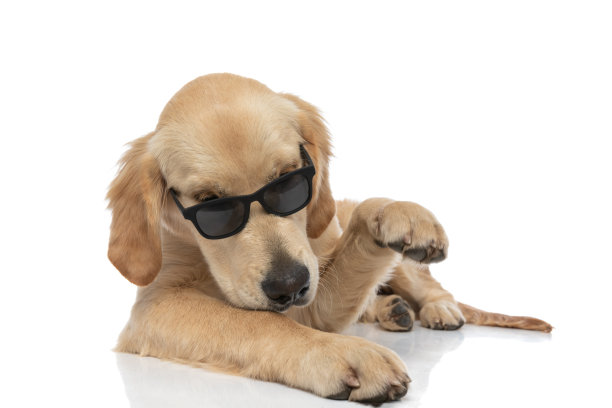 金毛猎犬戴着墨镜，举起一只爪子图片下载