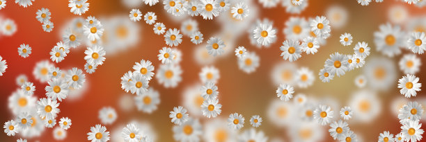 春夏装的概念。洋甘菊花图案背景。花图案设计，墙纸，织物。三维演示图片下载