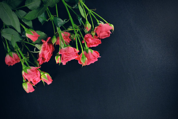 深蓝色背景上的红玫瑰。鲜花灿烂，俯视图。美丽的概念。图片下载