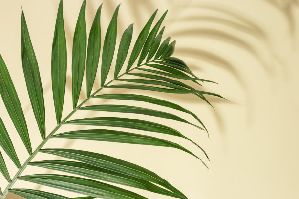 夏季最小的背景与自然的绿色棕榈叶与阳光阴影。色彩柔和的棕榈植物美学照片。图片下载