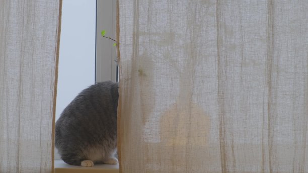 窗帘后面的宠物吃窗边植物的叶子。窗台上有一株室内植物，窗户的背景上有一只猫图片下载