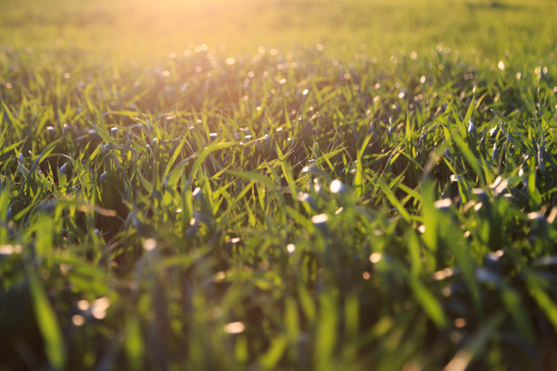 日落时的绿草背景。明亮的自然散景。软的焦点。抽象的自然背景。夏季农业景观时间图片下载