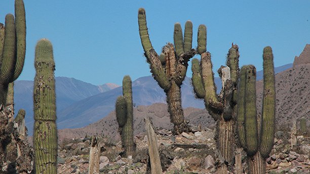 海卡拉·德·蒂卡拉图片下载