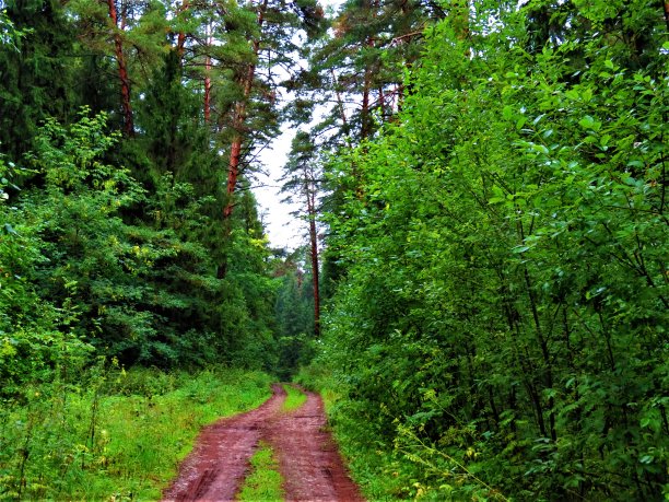 森林里的树。图片下载