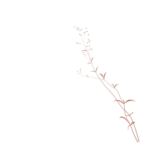 Gypsophila stock vector插图。图片下载