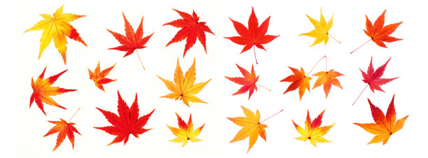 红红的枫叶全景秋天的形象图片下载