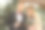 一对夫妇，一个男人和一个女人正站在一个冬天的森林，一圈装饰着藤蔓的花，一件白色的裙子和外套，和一套西装。新娘和新郎图片下载
