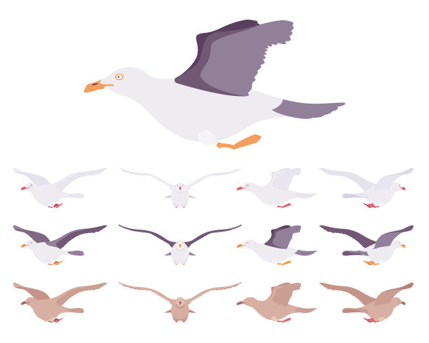 海鸥，海鸥，野生海鸟在飞行运动图片下载