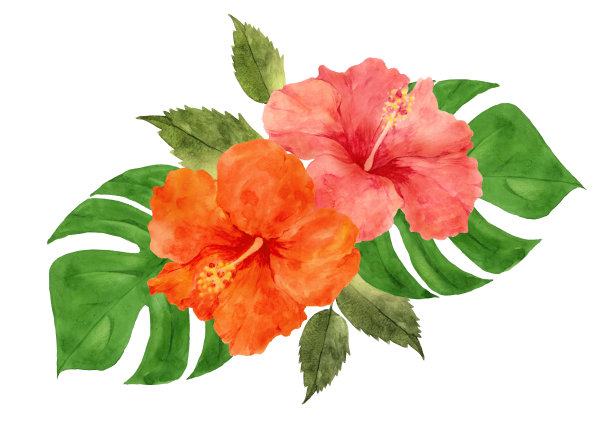 水彩画热带木槿花装饰图片下载