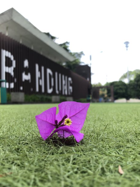 紫色的花落在草地上图片下载