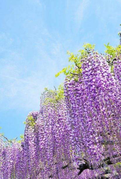 蓝色的天空和紫色的紫藤花盛开，垂直图片下载