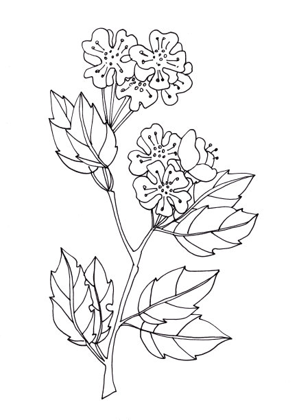 图形线形黑白画山楂枝与叶和花图片下载