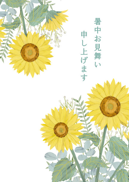 手绘向日葵夏日花束，白色背景插图，夏日贺卡/日文“夏日问候”图片下载