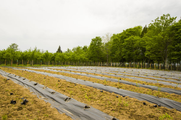 蓝莓田和种植园图片下载