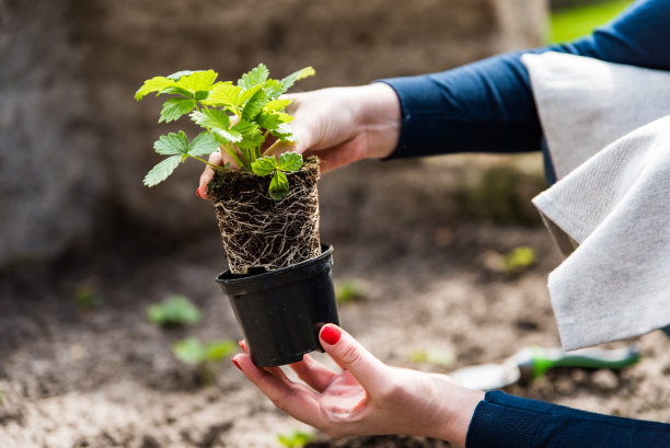 在花园里种植野生草莓的妇女图片下载