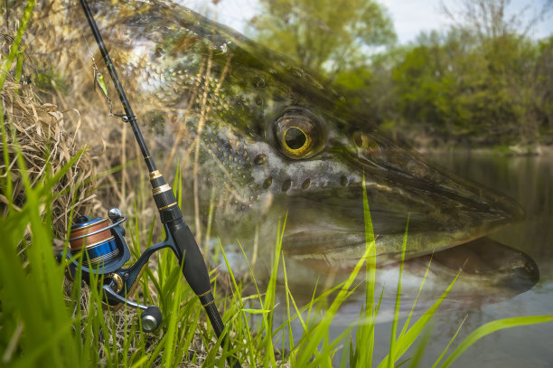 派克钓鱼。照片拼贴的钓鱼纺纱具上的软焦点麝香鱼在河的背景。图片下载