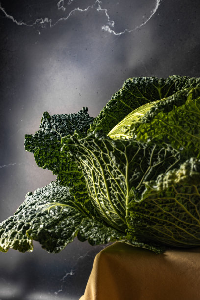 有一棵大白菜的静物画图片下载