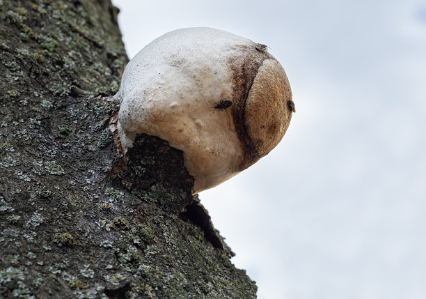 树皮与火绒真菌。落叶树病图片下载