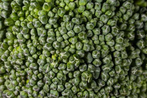 椰菜花图片下载