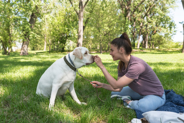 年轻美丽的女人坐在公园和她的宠物狗一只金色拉布拉多猎犬，试图教他和训练他给一个爪子作为问候，奖励他一块饼干图片下载