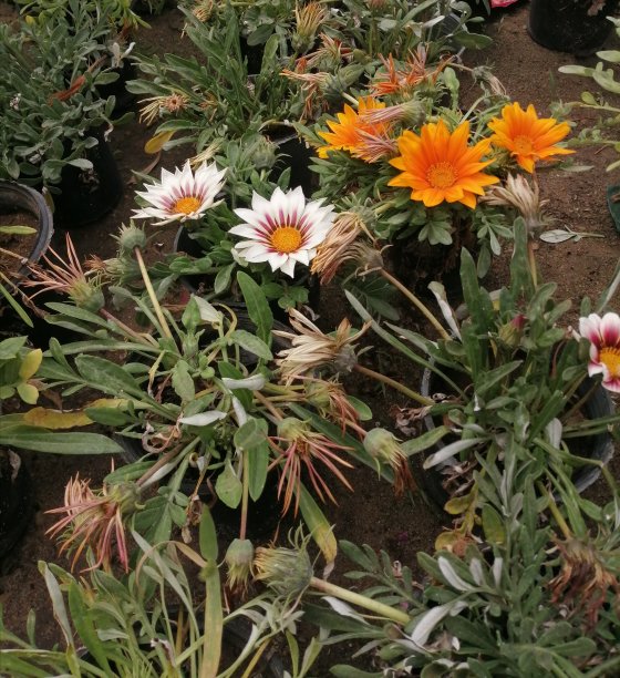 花园里的花朵，土壤，色彩，景观图片下载