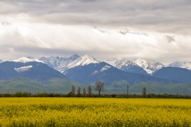 盛开在特兰西瓦尼亚山脉的黄色油菜籽田图片下载