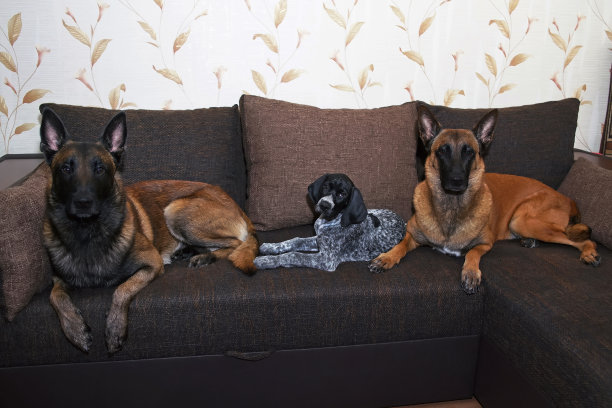 可爱的9周大的灰狗躺在室内棕色的沙发上，枕头放在两只听话的成年比利时牧羊犬中间图片下载