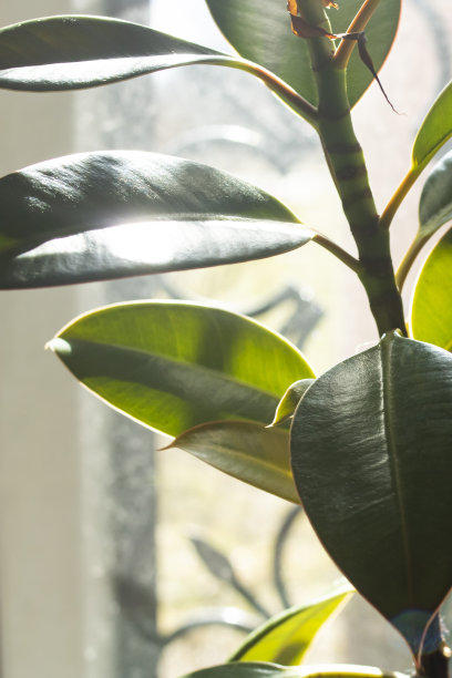 窗户背景上的家植物的绿叶图片下载