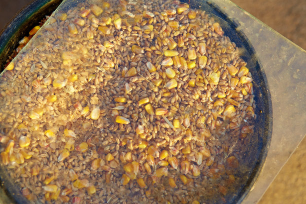 家禽的粮食。玉米、大麦和谷物。从以上观点。纹理图片下载