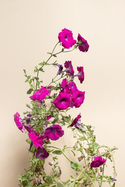 粉红色矮牵牛花-室内植物在米色的灯光背景，垂直照片图片下载