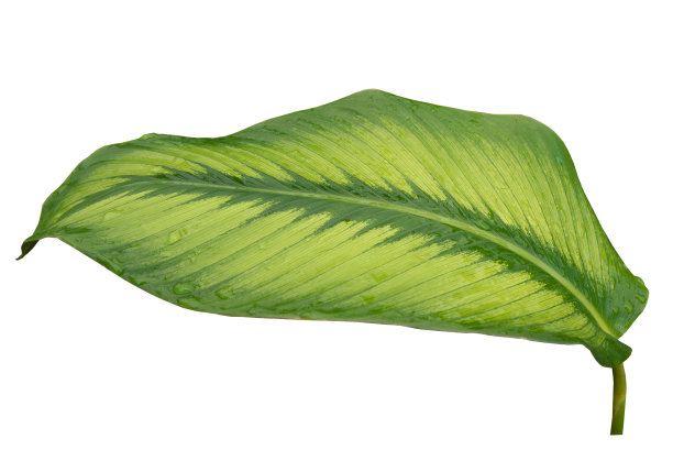 热带绿叶孤立在白色背景上，以修剪路径为设计元素，抽象绿叶纹理，自然背景图片下载