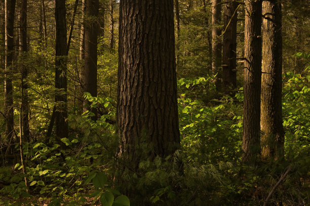 古老的森林(水平)图片下载