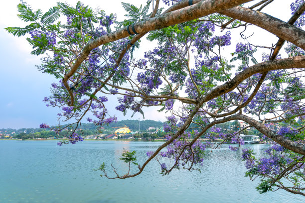 蓝花楹花期图片下载